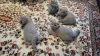 Additional photos: Scottish fold kitten