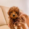 Photo №1. poodle (toy) - for sale in the city of Флоренс | negotiated | Announcement № 17534