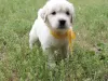 Additional photos: golden retriever puppies