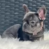 Photo №2 to announcement № 109920 for the sale of french bulldog - buy in United States breeder