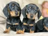 Photo №1. dachshund - for sale in the city of Bremen | 355$ | Announcement № 13092