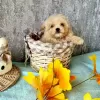 Photo №1. poodle (toy) - for sale in the city of Vilnius | negotiated | Announcement № 23650