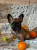 Photo №2 to announcement № 8962 for the sale of french bulldog - buy in Ukraine from nursery