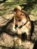 Additional photos: SHIBA INU PUPPIES RKF