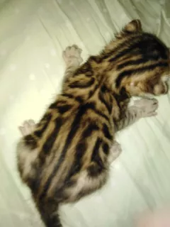 Photo №2 to announcement № 5504 for the sale of bengal cat - buy in Russian Federation from nursery