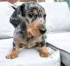 Photo №1. dachshund - for sale in the city of Quakers Hill | 250$ | Announcement № 129454