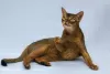 Additional photos: Zhorik is a young Abyssinian cat.