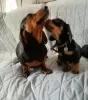 Photo №2 to announcement № 51102 for the sale of dachshund - buy in United States private announcement