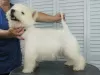 Photo №4. I will sell west highland white terrier in the city of Москва. private announcement, from nursery, breeder - price - 651$