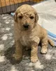 Photo №3. AJ Adorable Mini Goldendoodle pups. United States