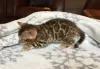 Photo №1. bengal cat - for sale in the city of Little Rock | 350$ | Announcement № 111983