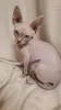 Photo №2 to announcement № 126383 for the sale of sphynx-katze - buy in Germany private announcement