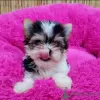 Photo №2 to announcement № 121647 for the sale of yorkshire terrier - buy in United States private announcement, from nursery, breeder