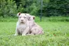 Additional photos: American Bully pocket merle