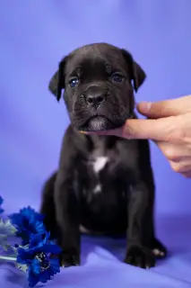 Additional photos: Gorgeous puppies Cane Corso