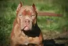 Photo №1. american bully - for sale in the city of Москва | 1041$ | Announcement № 121593