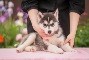 Photo №4. I will sell siberian husky in the city of Bryansk. breeder - price - negotiated