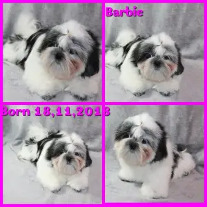 Photo №2 to announcement № 1350 for the sale of shih tzu - buy in Estonia breeder