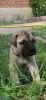 Additional photos: Bullmastiff puppies