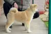 Additional photos: Akita Inu