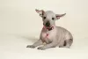 Additional photos: Mexican naked girls puppies - xoloitzcuintli