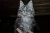 Additional photos: Maine Coon kittens