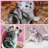 Photo №1. scottish fold - for sale in the city of Minsk | negotiated | Announcement № 39002