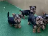 Photo №1. yorkshire terrier - for sale in the city of Berlin | 317$ | Announcement № 107369