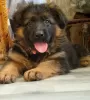 Photo №1. german shepherd - for sale in the city of Kiev | 600$ | Announcement № 9166