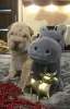 Photo №3. Shar pei puppies. Ukraine