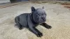 Photo №4. I will sell french bulldog in the city of Смолевичи. private announcement - price - 377$