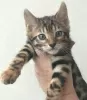 Photo №4. I will sell bengal cat in the city of Мадрид. private announcement, breeder - price - 370$