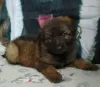 Additional photos: German Shepherd puppies