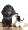 Photo №1. dachshund - for sale in the city of Klaipėda | 1585$ | Announcement № 43024