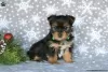 Photo №2 to announcement № 63826 for the sale of yorkshire terrier - buy in Germany 