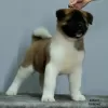 Additional photos: american akita puppies