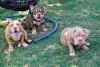 Photo №2 to announcement № 111695 for the sale of american bully - buy in Bosnia and Herzegovina breeder