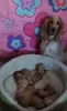 Photo №4. I will sell english cocker spaniel in the city of Busko-Zdrój. breeder - price - 757$