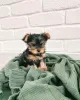 Photo №1. yorkshire terrier - for sale in the city of Los Angeles | Is free | Announcement № 11746