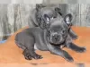 Photo №3. Cute French Bulldog Puppies. Germany