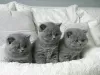 Photo №1. british shorthair - for sale in the city of Kiev | 3$ | Announcement № 122576