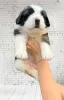 Photo №4. I will sell st. bernard in the city of Gomel. private announcement - price - 1500$