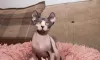 Photo №1. sphynx cat - for sale in the city of Pozezdrze | 264$ | Announcement № 68997