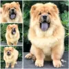 Additional photos: Chow Chow, beautiful puppies