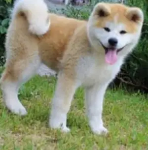 Photo №3. Japanese Akita Inu puppies buy a KSU puppy dog appreciated Akti puppy hahiko. Ukraine