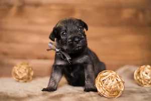 Additional photos: Mittelschnauzer puppies are offered, very beautiful, cute and playful)