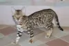 Photo №4. I will sell bengal cat in the city of Minsk. from nursery, breeder - price - 364$