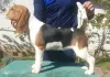 Additional photos: Beagle female for sale