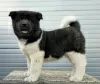 Additional photos: American Akita, puppies