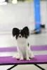 Additional photos: Papillon puppies